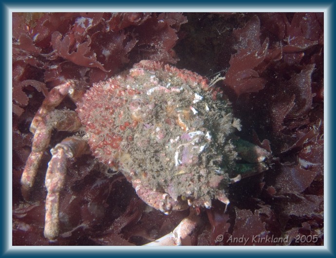 Photo of Burgh Island, Spider crab, Hyas araneus