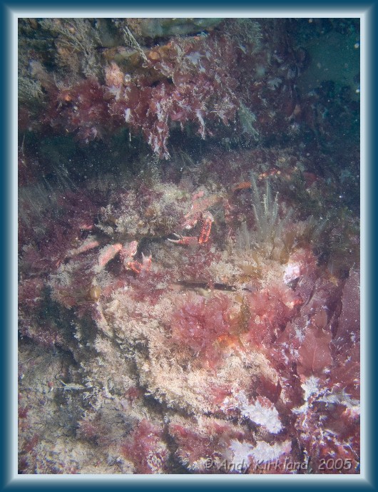 Photo of Burgh Island, Spider crab, Hyas araneus