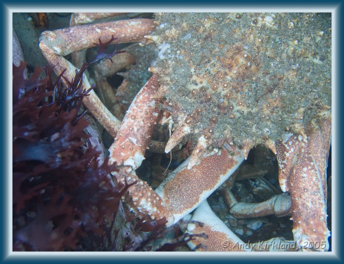 Photo of Jebba, Spider crab, Hyas araneus