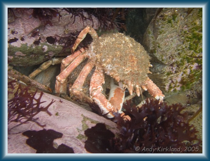 Photo of Jebba, Spider crab, Hyas araneus