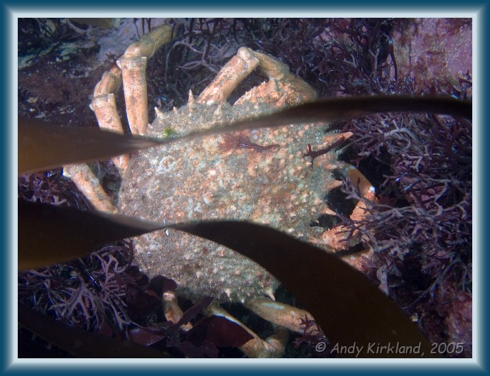 Photo of Jebba, Spider crab, Hyas araneus