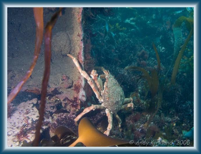 Photo of Jebba, Spider crab, Hyas araneus