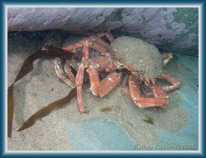 Photo of Jebba, Spider crab, Hyas araneus