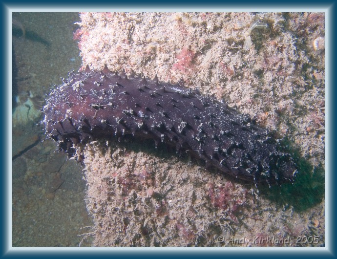 Photo of Persier, Cotton-spinner, Holothuria forskali