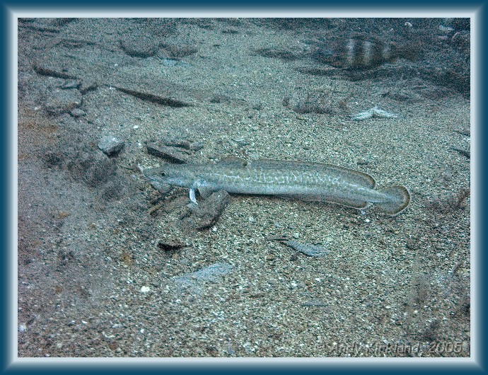 Photo of Persier, Ling, Molva molva