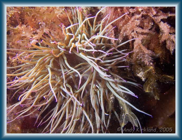 Photo of Burgh Island, Snakelocks anemone, Anemonia viridis
