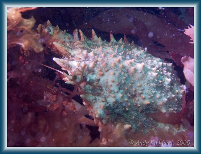 Photo of Burgh Island, Spider crab
