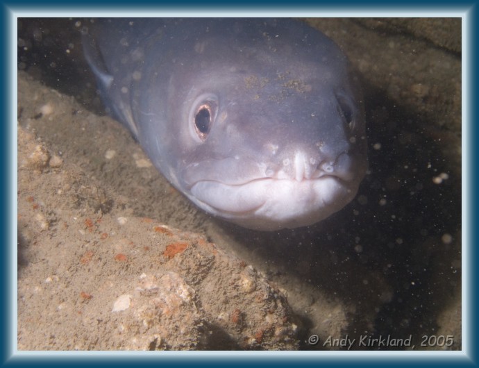 Photo of Basil, Conger eel, Conger conger