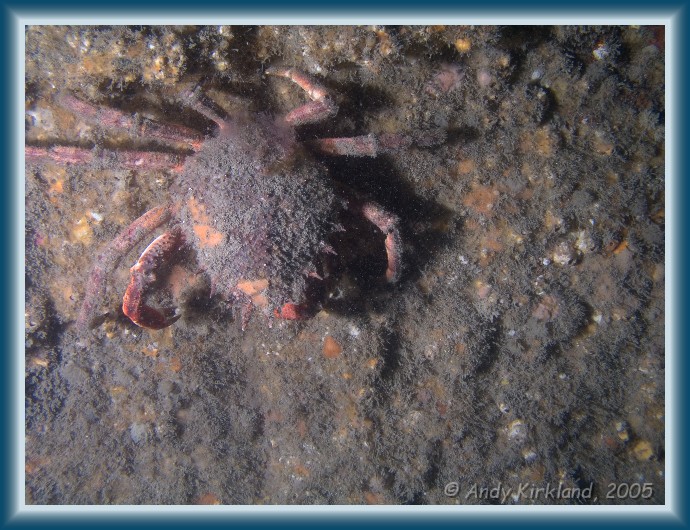 Photo of Kyarra, Spider crab