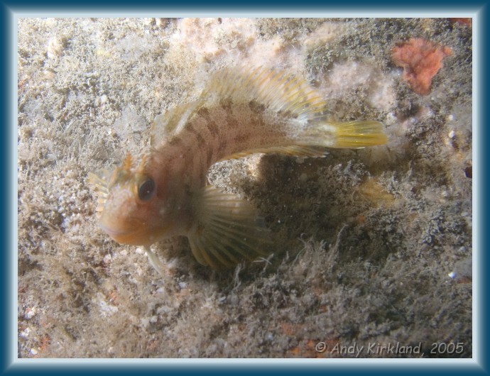 Photo of Kyarra, Tompot Blenny, Chirolophis ascanii