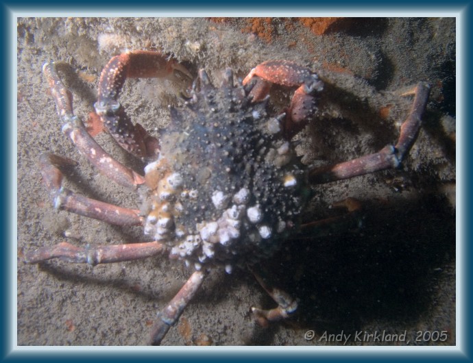 Photo of Kyarra, Spider crab