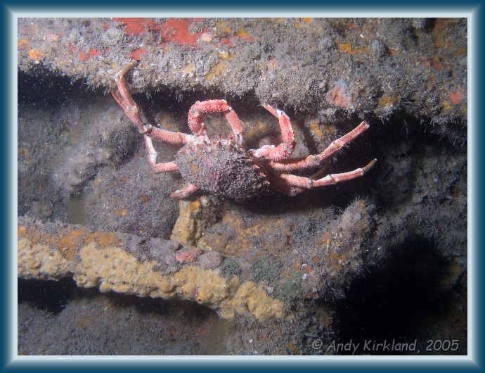 Photo of Kyarra, Spider crab