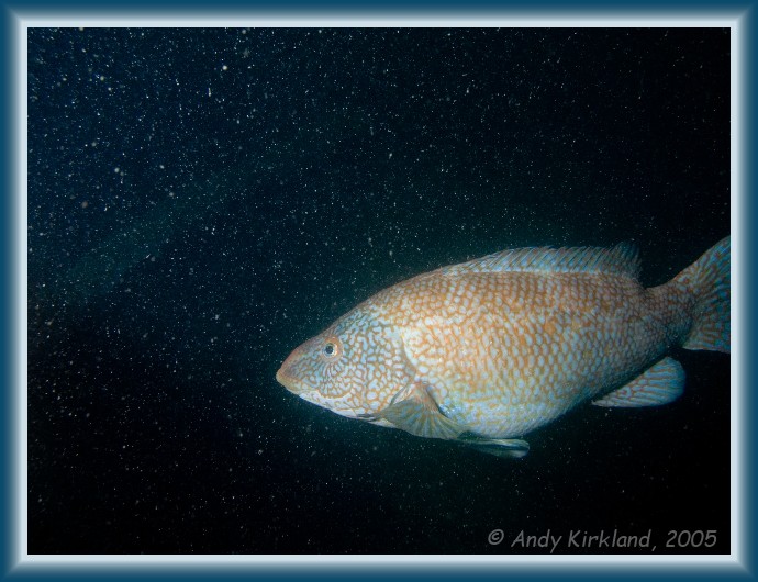 Photo of Kyarra, Ballan wrasse, Labrus bergylta