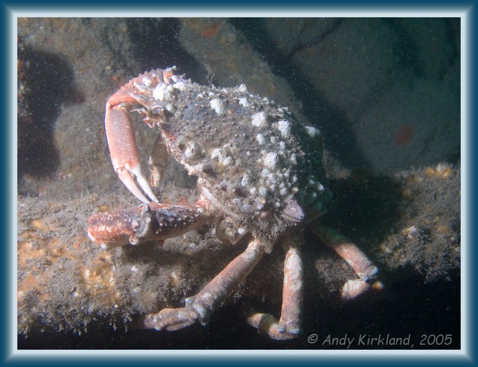 Photo of Kyarra, Spider crab