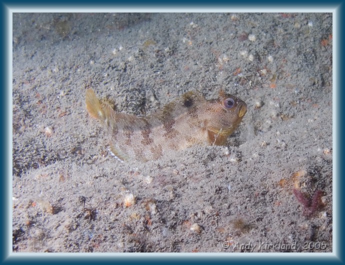 Photo of Kyarra, Tompot Blenny, Chirolophis ascanii